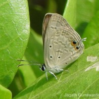 Euchrysops cnejus Fabricius, 1798